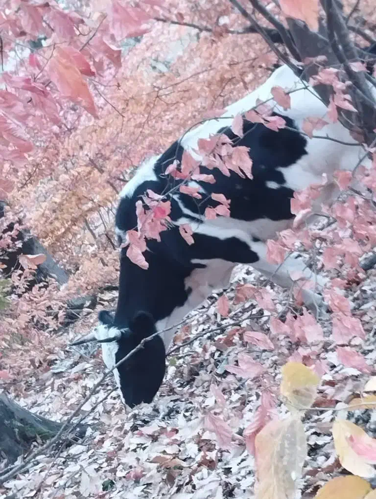 گاو های داشتی تمیز|حیوانات مزرعه|گالیکش, |دیوار