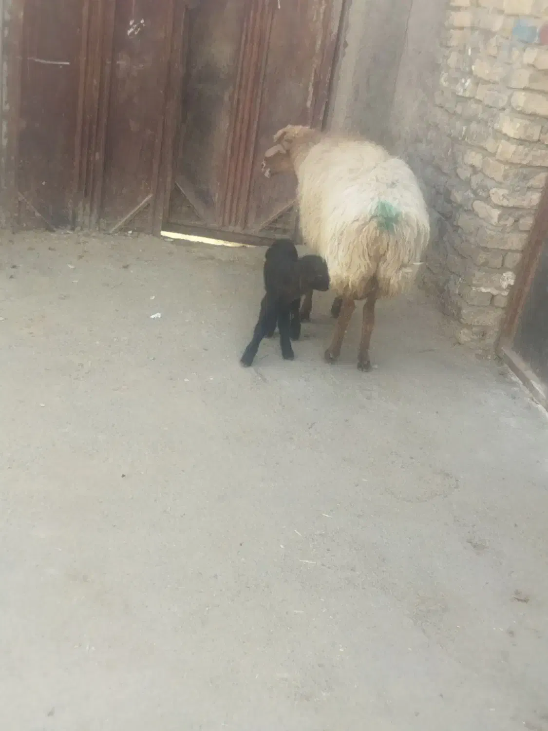 یک راس میش زاییده|حیوانات مزرعه|رضویه, |دیوار