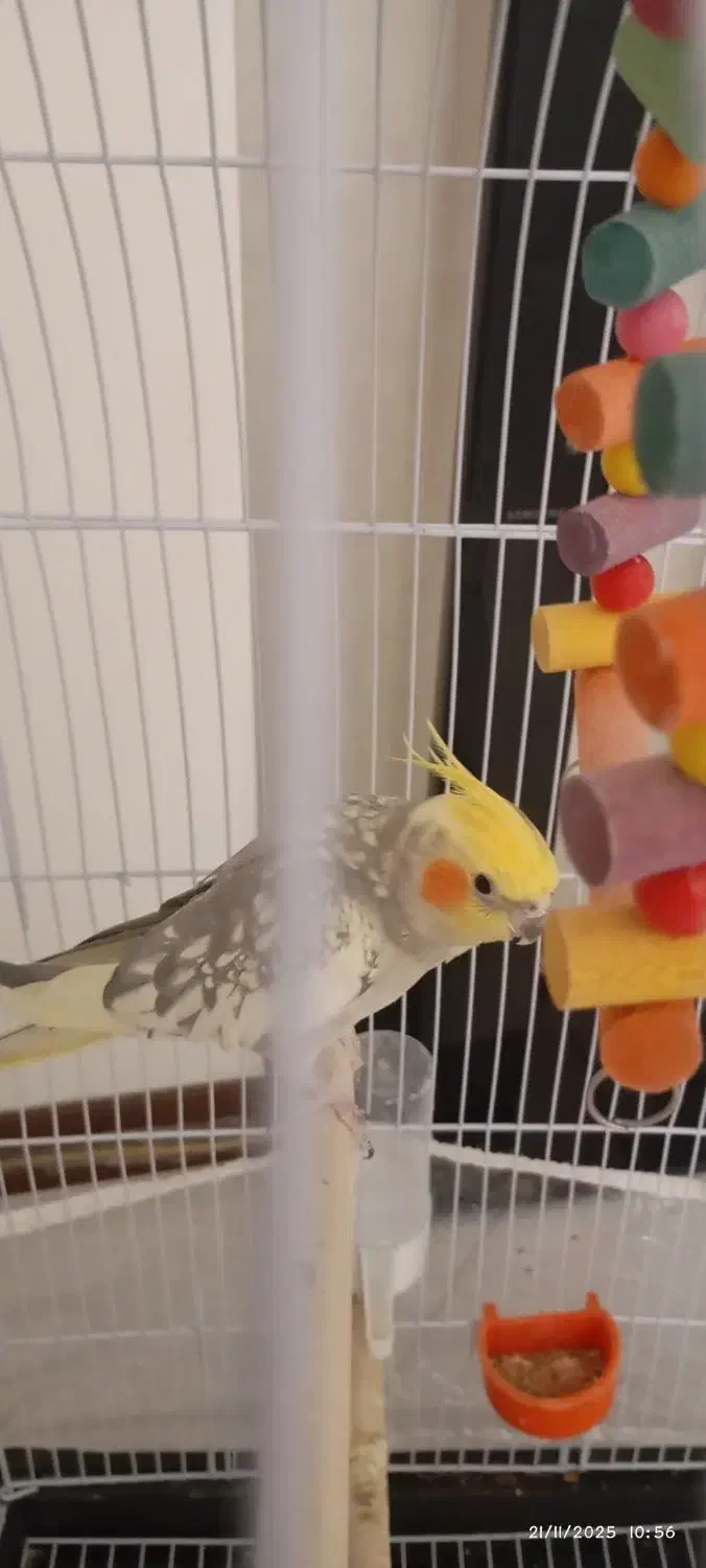 عروس هلندی سالم دستی|پرنده|طرقبه, |دیوار