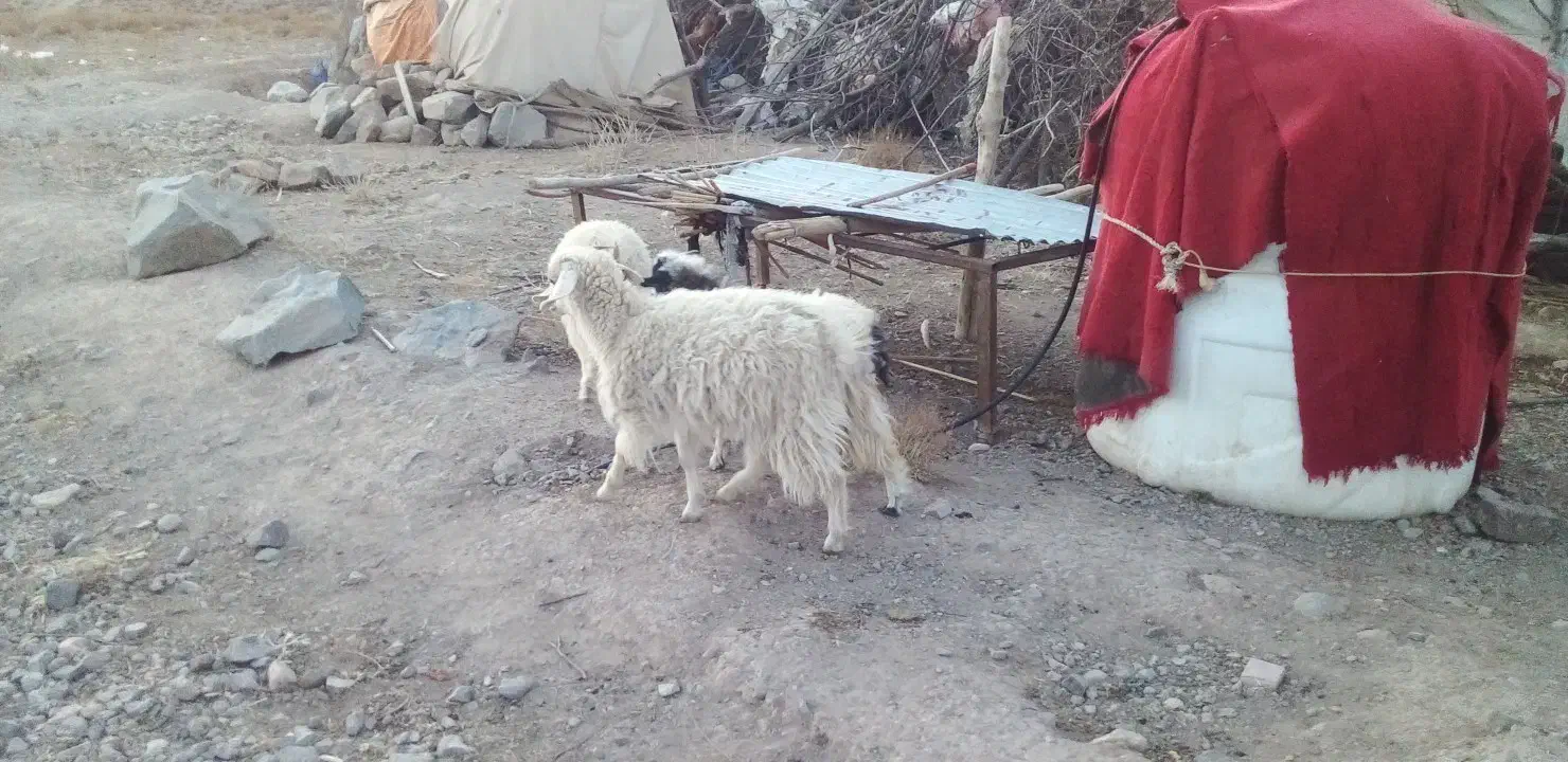 بز و کره|حیوانات مزرعه|رابر, |دیوار