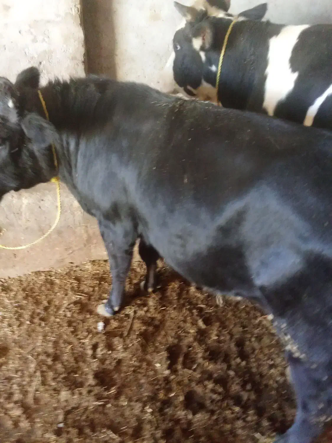 گوساله نر گوشتی|حیوانات مزرعه|فیروزآباد (آذربایجان), |دیوار