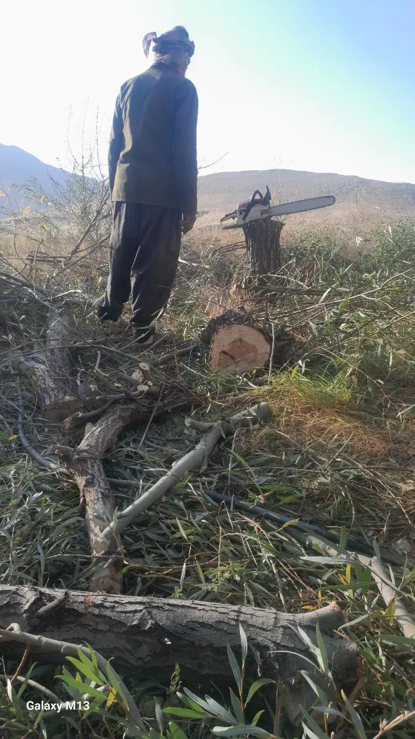 خریدار انواع چوب ودرخت|خدمات باغبانی و درختکاری|خرمآباد, |دیوار