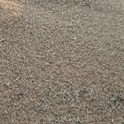 گندم کوهدشت|عمده‌فروشی|گرمخان, |دیوار