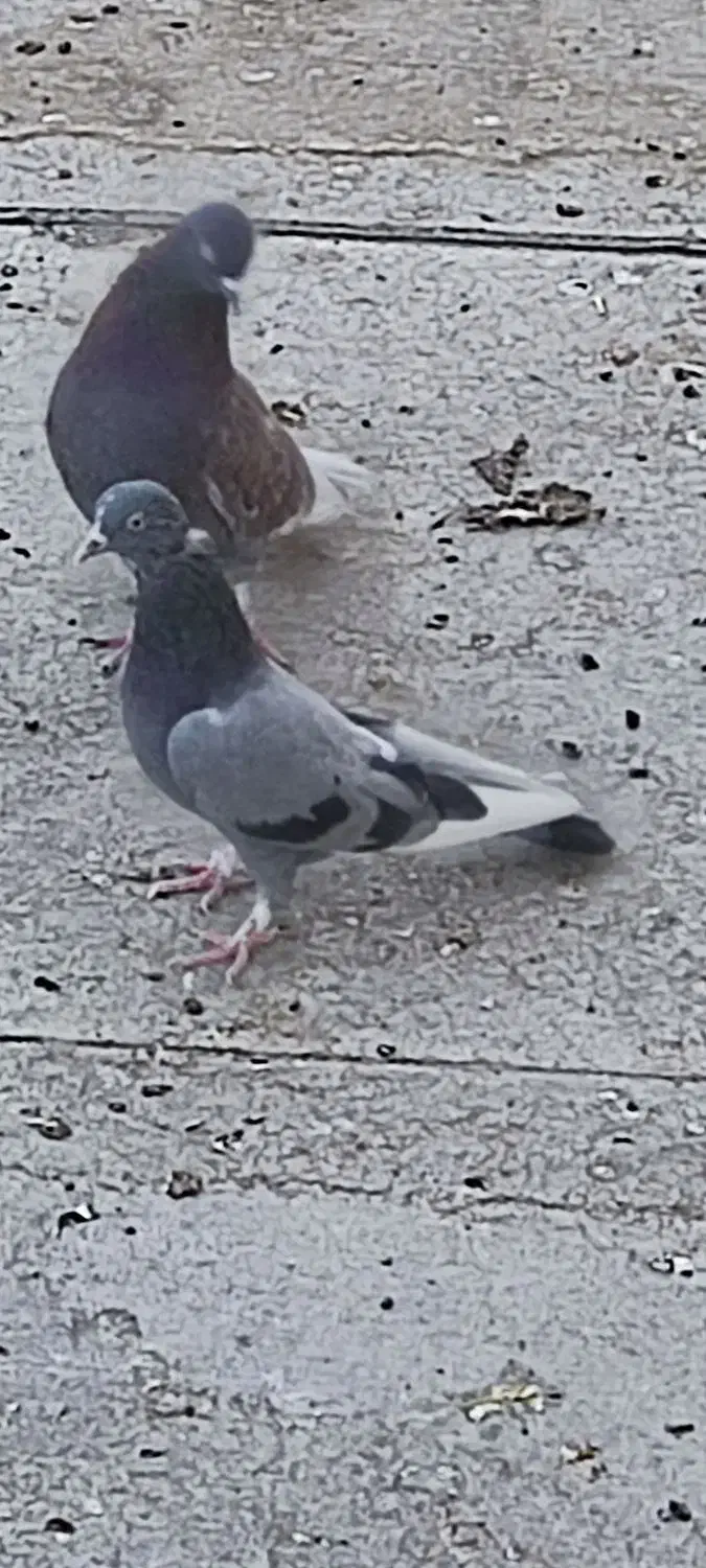 کفتر ماده سبز پرشی|پرنده|یزد, |دیوار