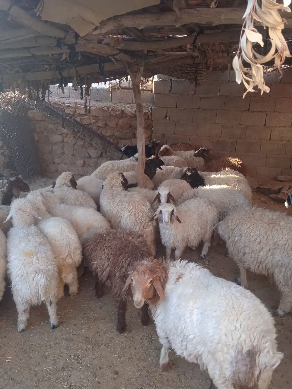 بره صادراتی|حیوانات مزرعه|آبدانان, |دیوار