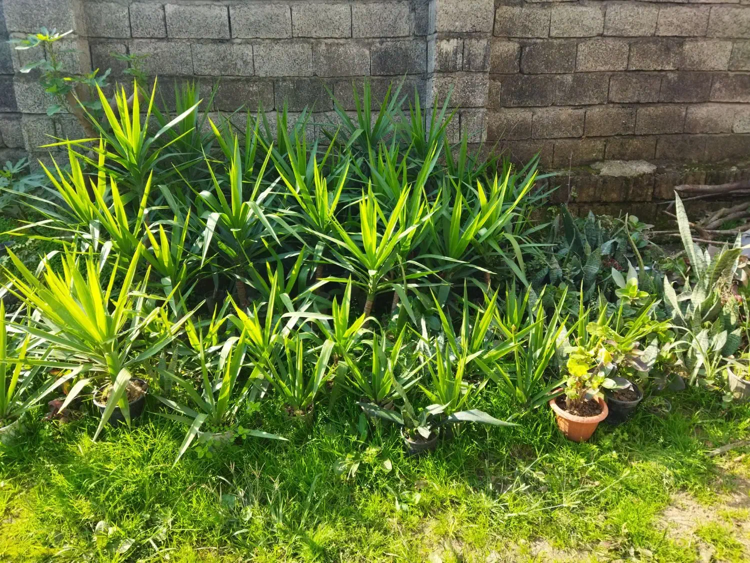 انواع گلهای  طبیعی|گل و گیاه طبیعی|اطاقور, |دیوار