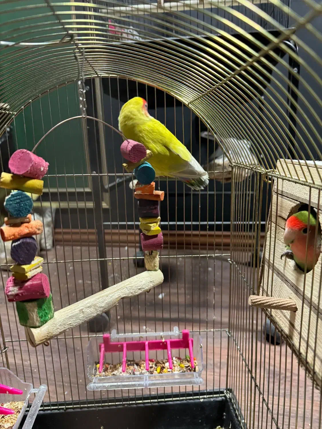 طوطی برزیلی مولد جفت|پرنده|شهریار, شهریار|دیوار