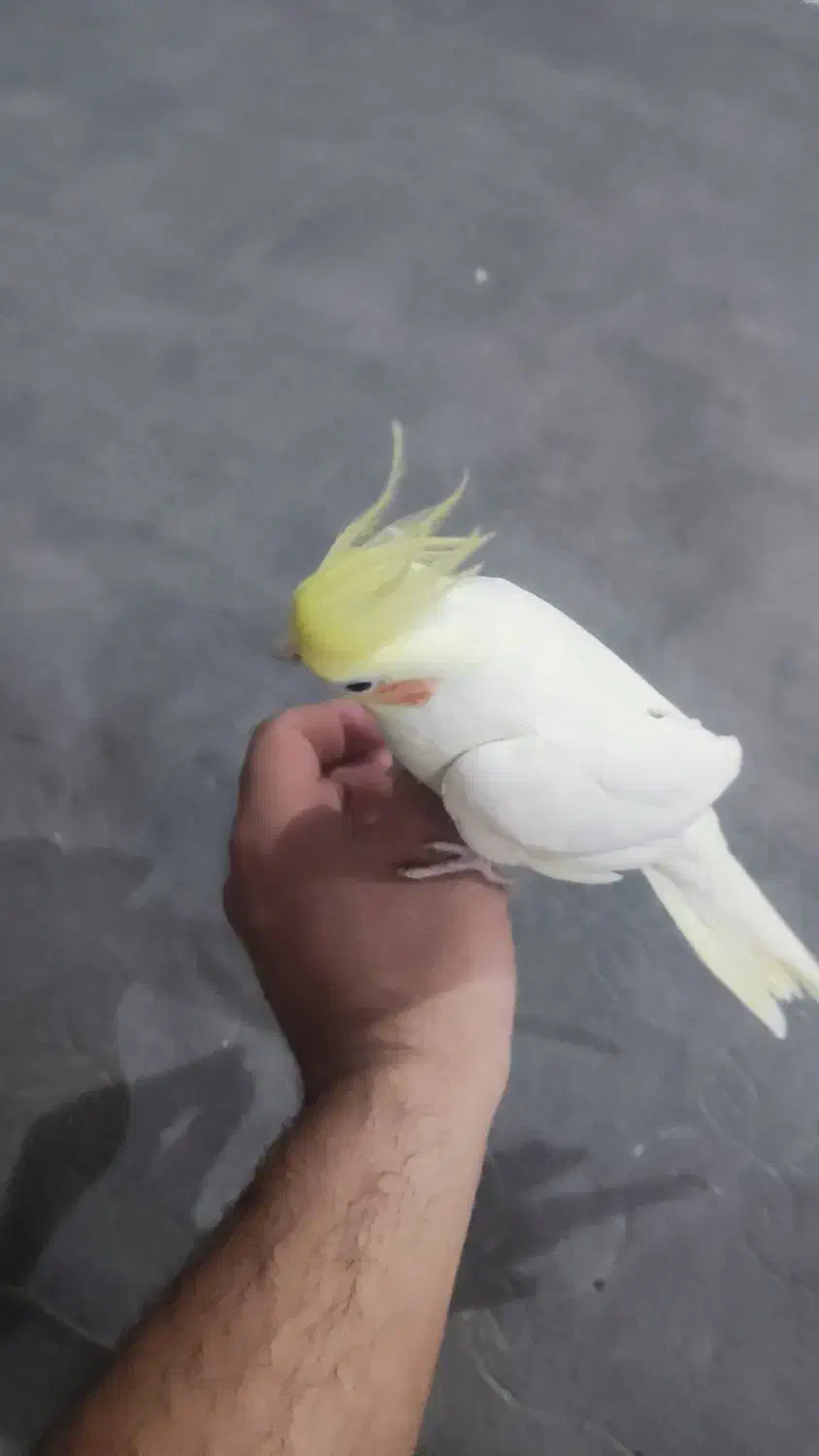 کوتوله و عروس هلندی|پرنده|یزد, |دیوار