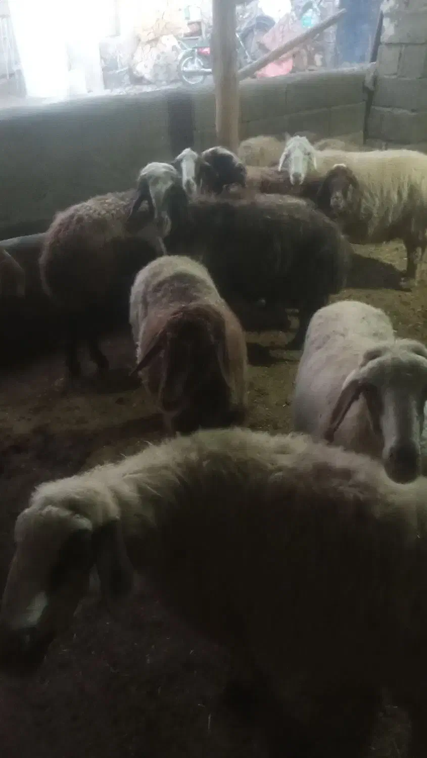 ۱۰عددمیش وبره|حیوانات مزرعه|بیلوار, |دیوار