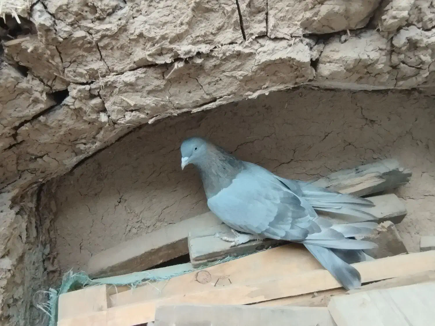 کفتر اصفهانی ماده|پرنده|برخوار, |دیوار