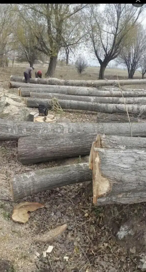 خرید درخت خرید قطع چوب برش تر وخشک|خدمات باغبانی و درختکاری|اهر, |دیوار