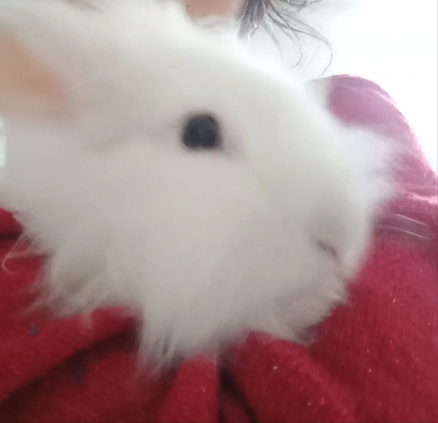 خرگوش لوپ سفید|موش و خرگوش|مشهد, فرهنگیان (شهرک غرب)|دیوار