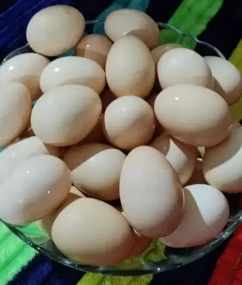 تخم مرغ محلی|خوردنی و آشامیدنی|مرودشت, ژیان|دیوار