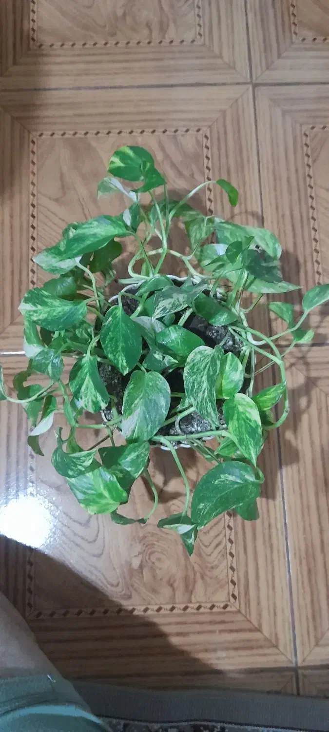 گل پتوس بزرگ|گل و گیاه طبیعی|رشت, چمارسرا|دیوار