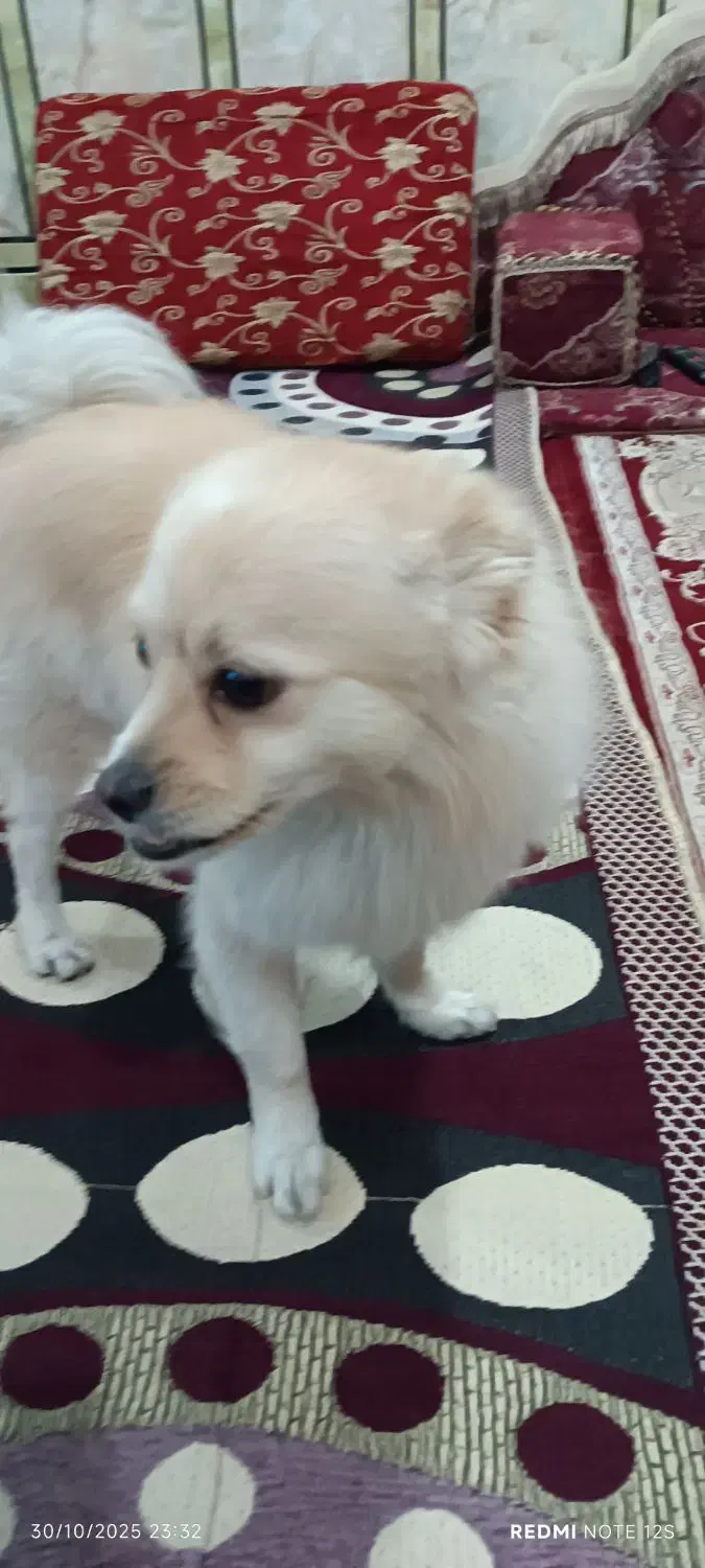 سگ باهوش و شناسنامه دار و واکسن زده|سگ|اهواز, کوی باهنر|دیوار