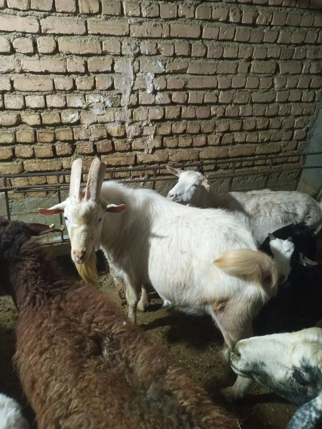 نر بز سانن|حیوانات مزرعه|فریدونشهر, |دیوار