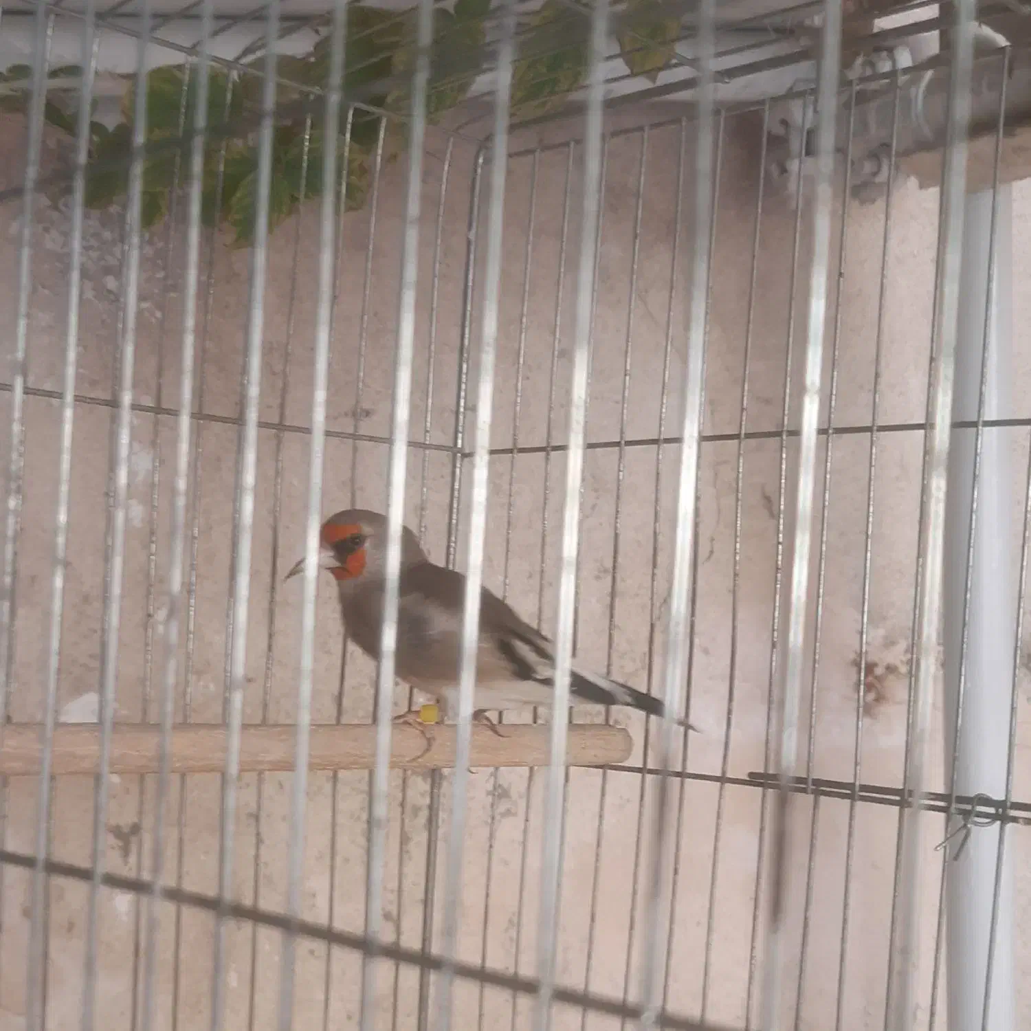 سهره سقا کرمونی|پرنده|کرمان, |دیوار