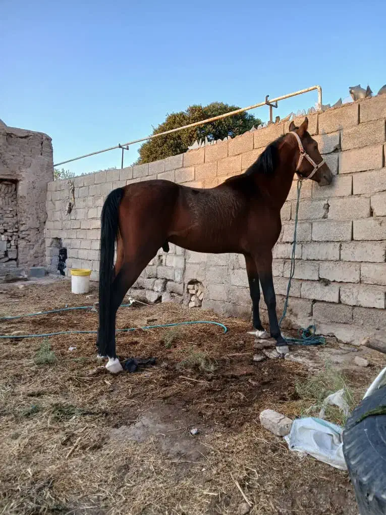 اسب نریون شجره دار|اسب و تجهیزات اسب‌سواری|سیرجان, |دیوار