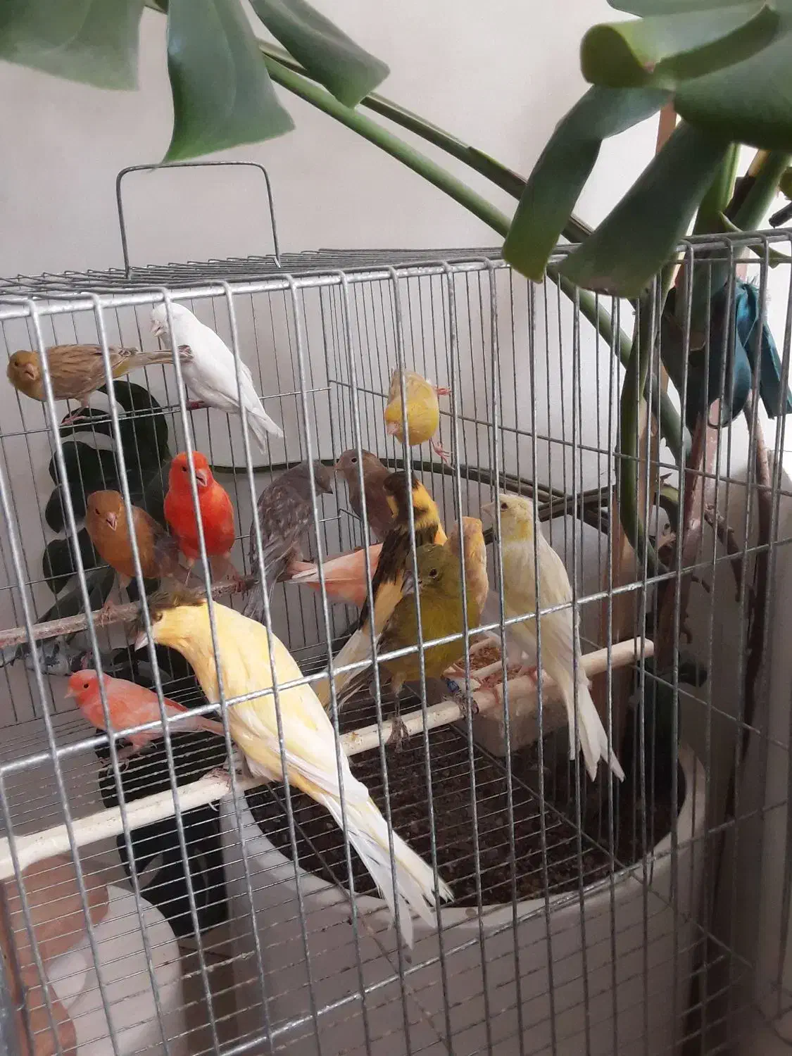 معاوضه قناری بامرغ تخمگذار جوان|پرنده|حمیدیا, |دیوار