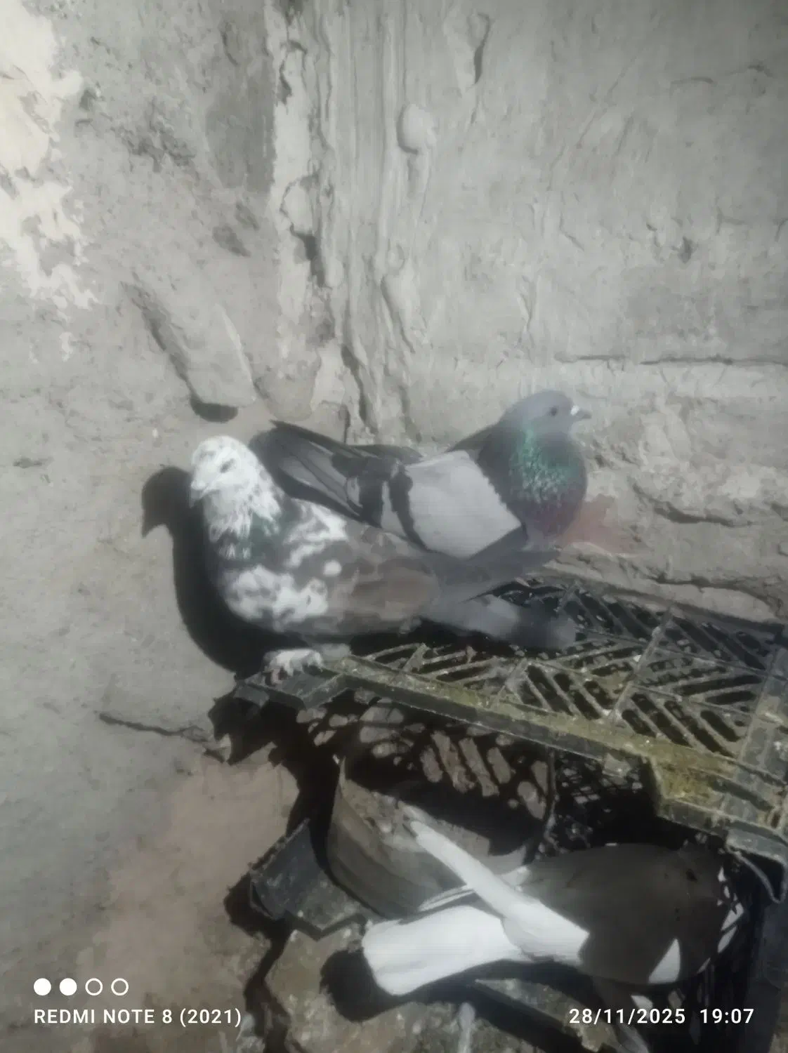 یک لانه کبوتر|پرنده|ماکو, |دیوار