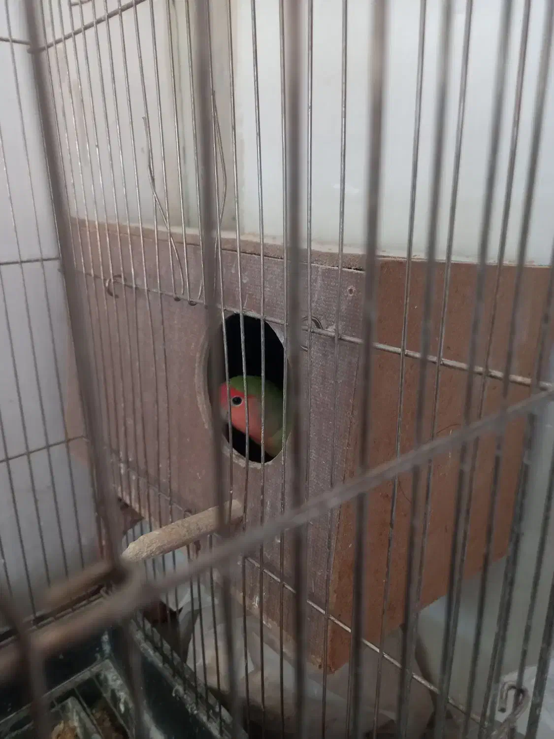 طوطی کوتوله|پرنده|باغستان, |دیوار