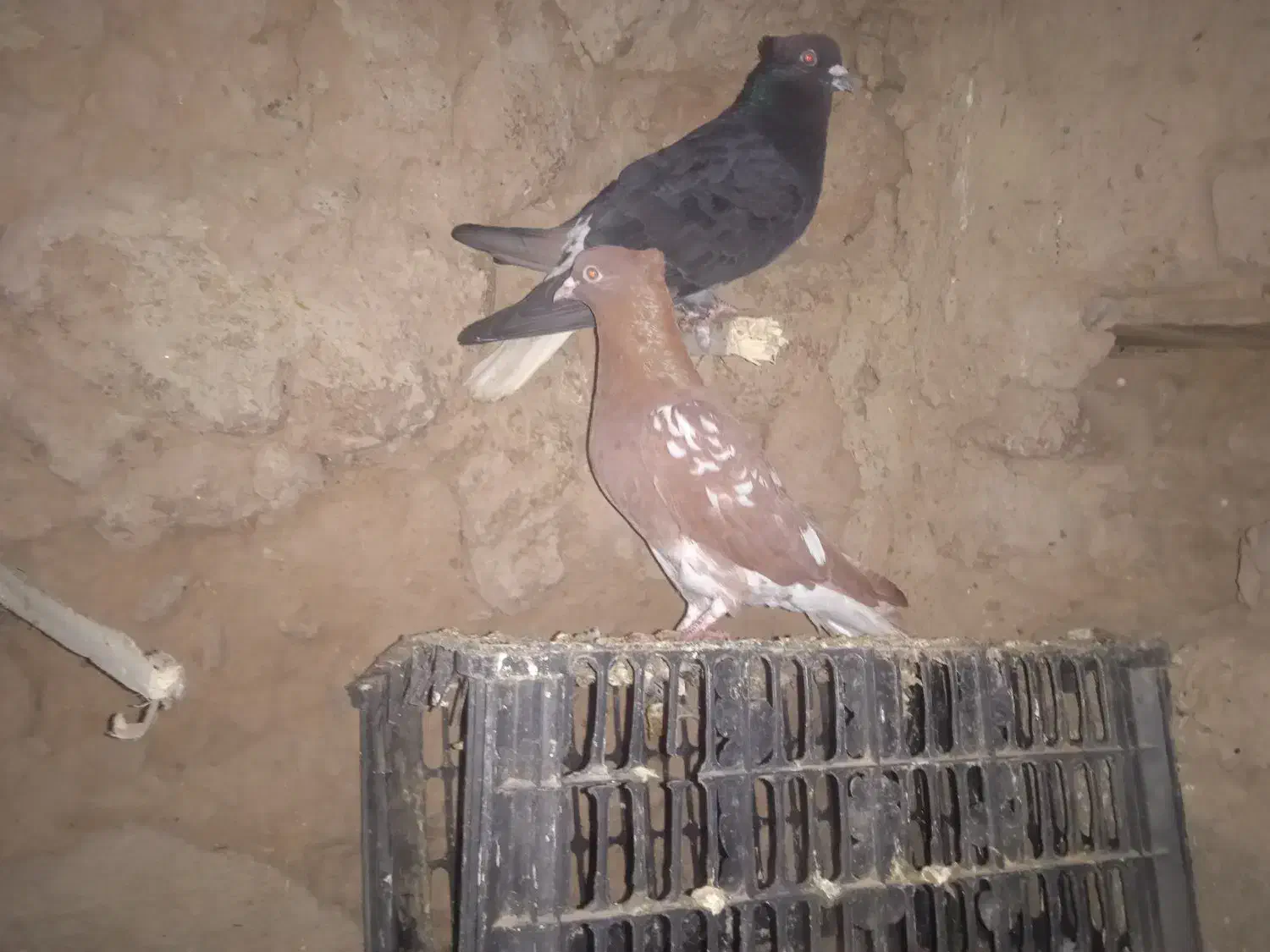 دم سفید|پرنده|فاروج, |دیوار