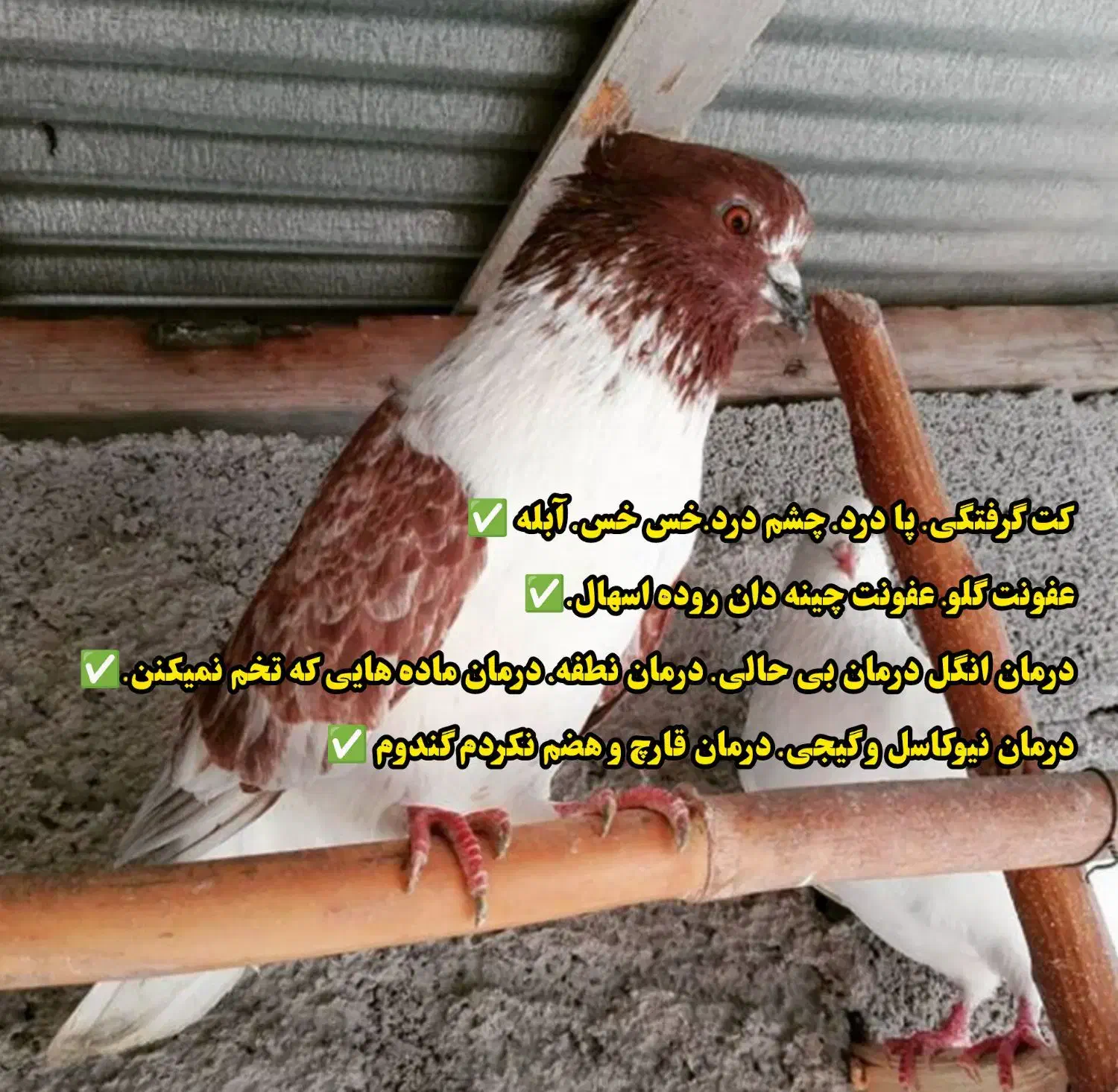 کبوترپرنده زینتی درمان|پرنده|قم, سالاریه|دیوار