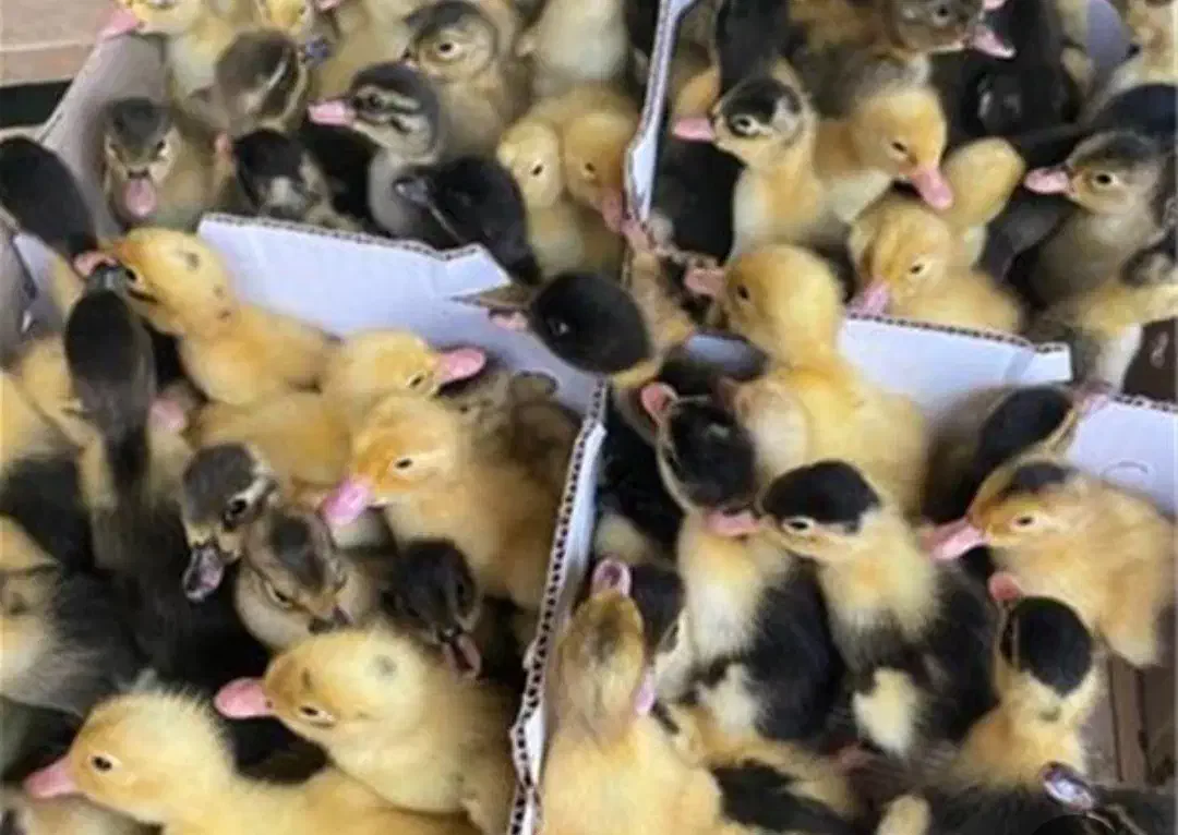 جوجه اردک|حیوانات مزرعه|قم, شهرک مهدیه (مدرس)|دیوار