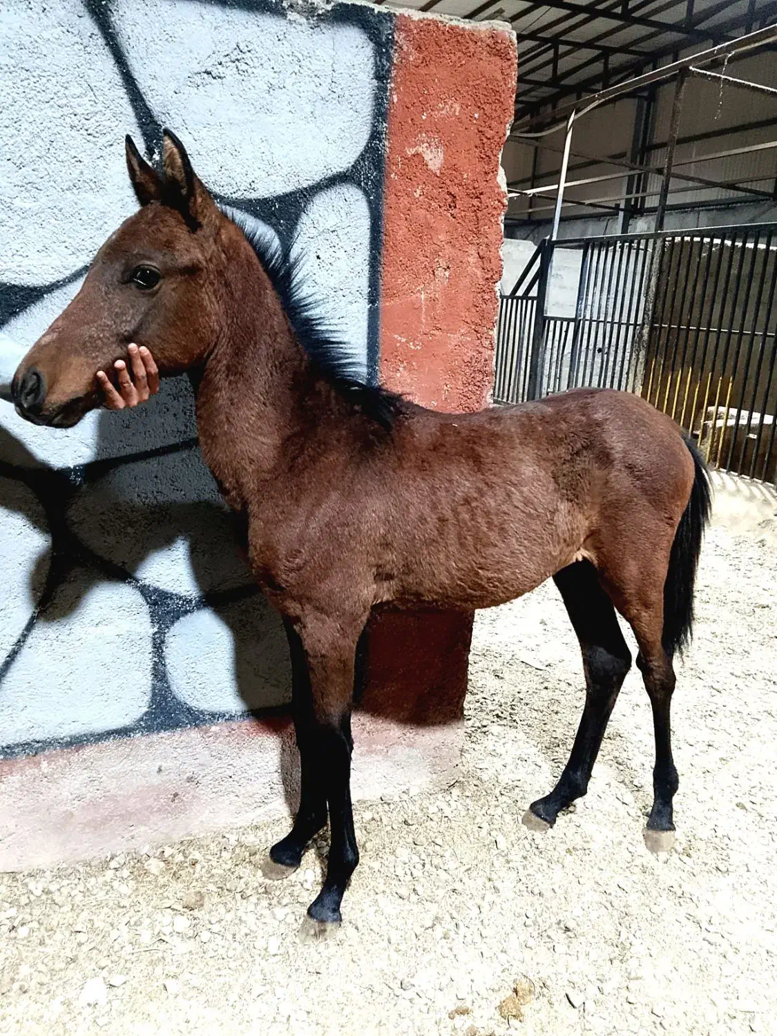 کره نر 5ماه عرب|اسب و تجهیزات اسب‌سواری|باقرشهر, |دیوار