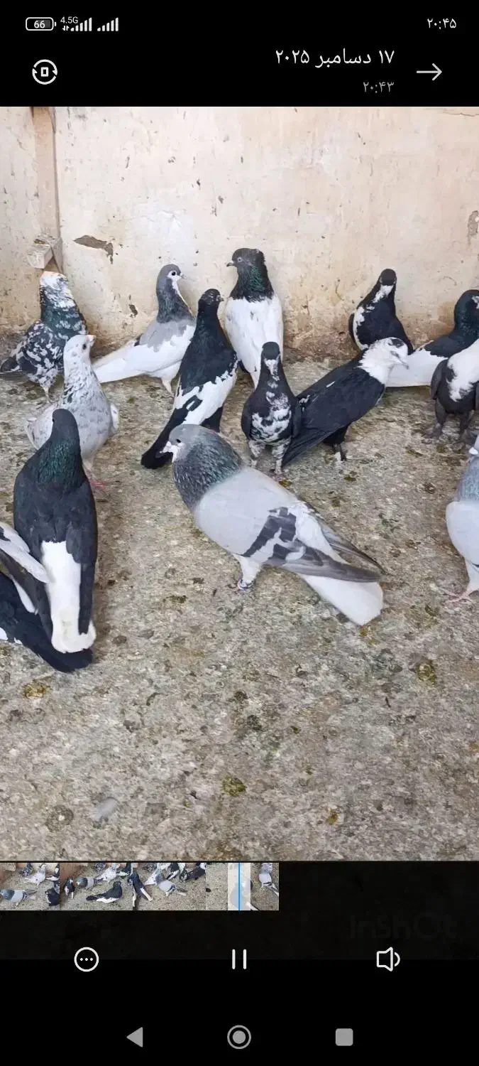 کبوتر|پرنده|فیروزآباد (فارس), |دیوار