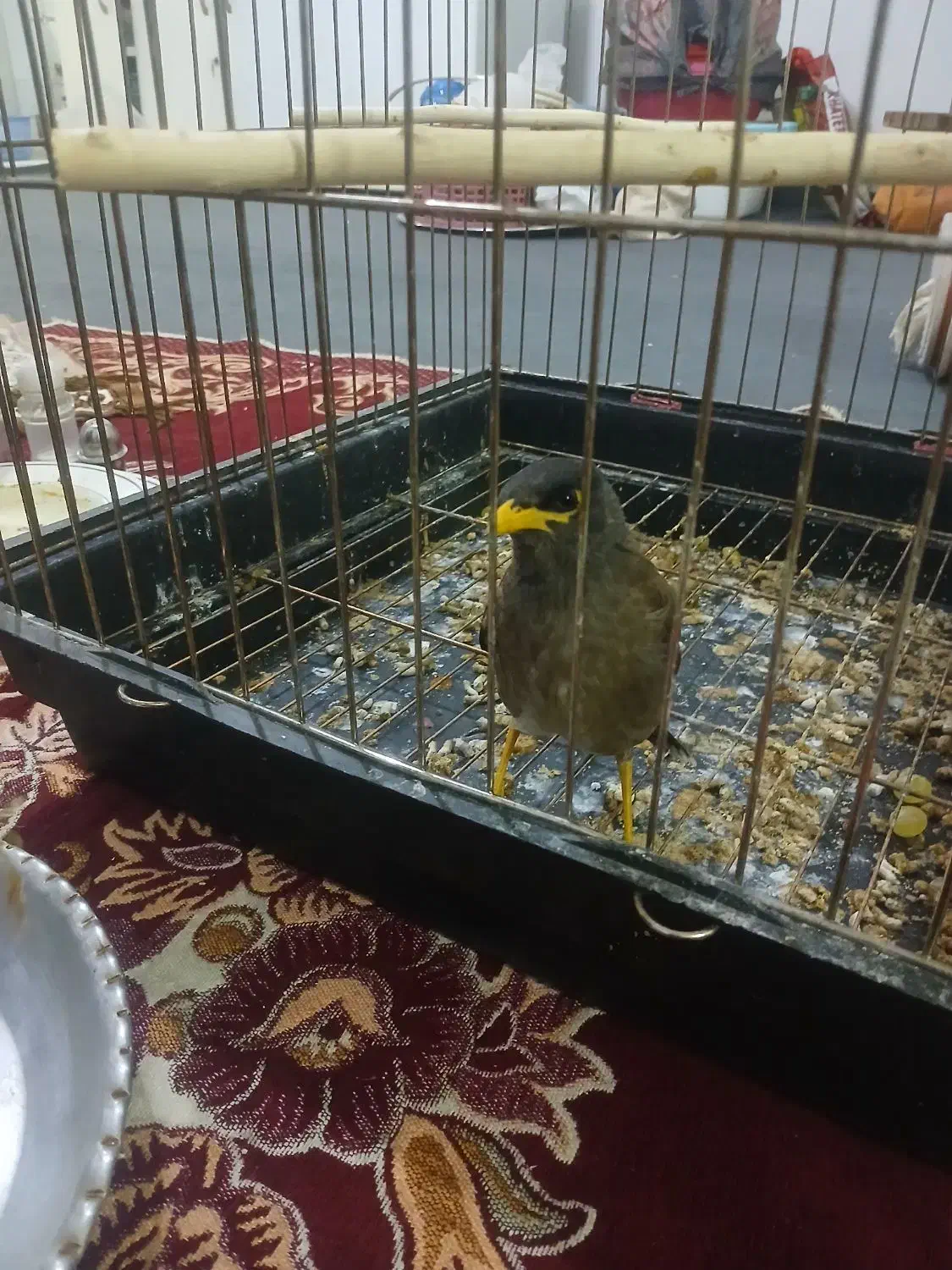جوجه مینا|پرنده|مشکین‌دشت, |دیوار