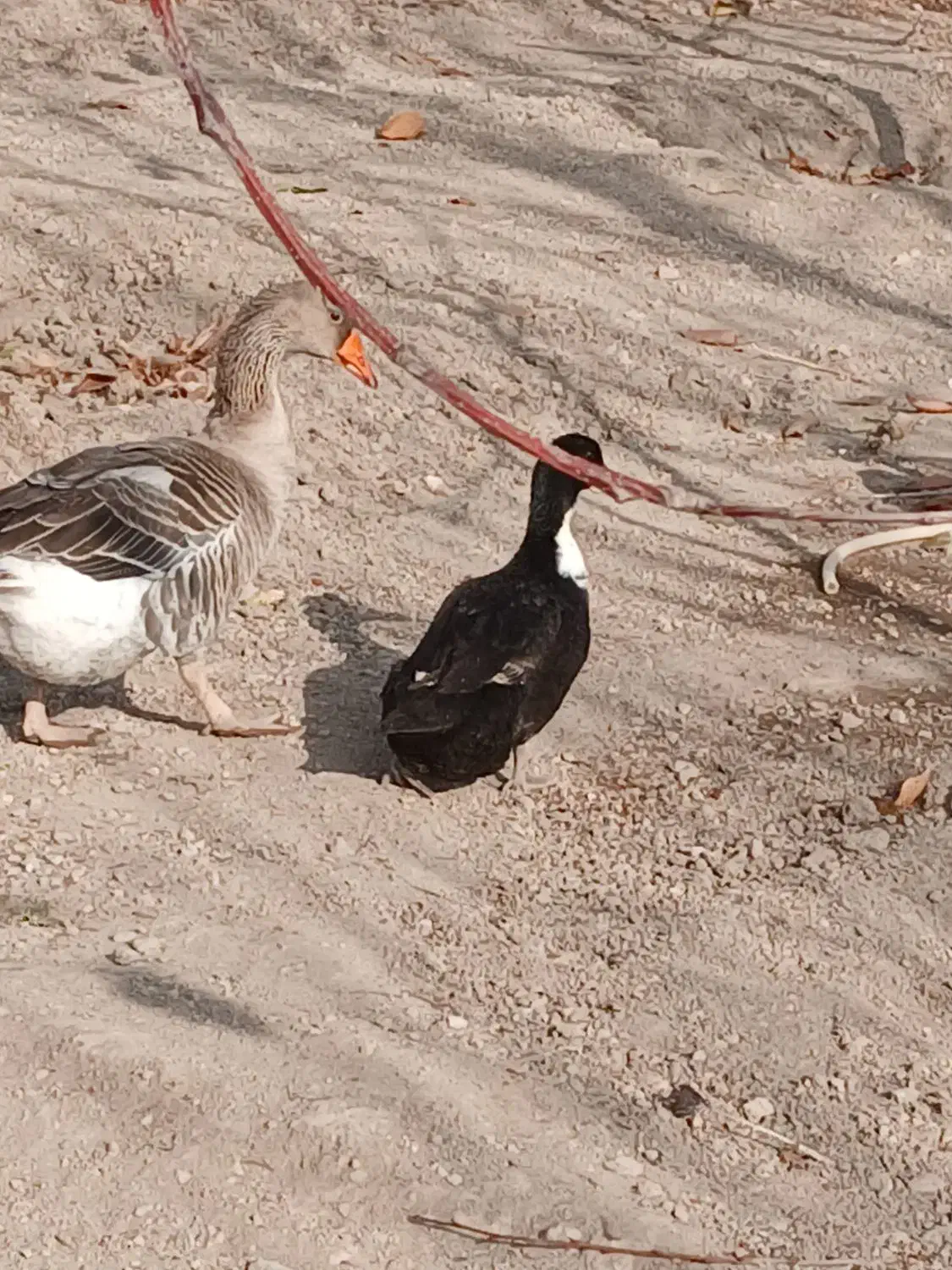 غاز محلی و اردک محلی|حیوانات مزرعه|مشگین شهر, |دیوار