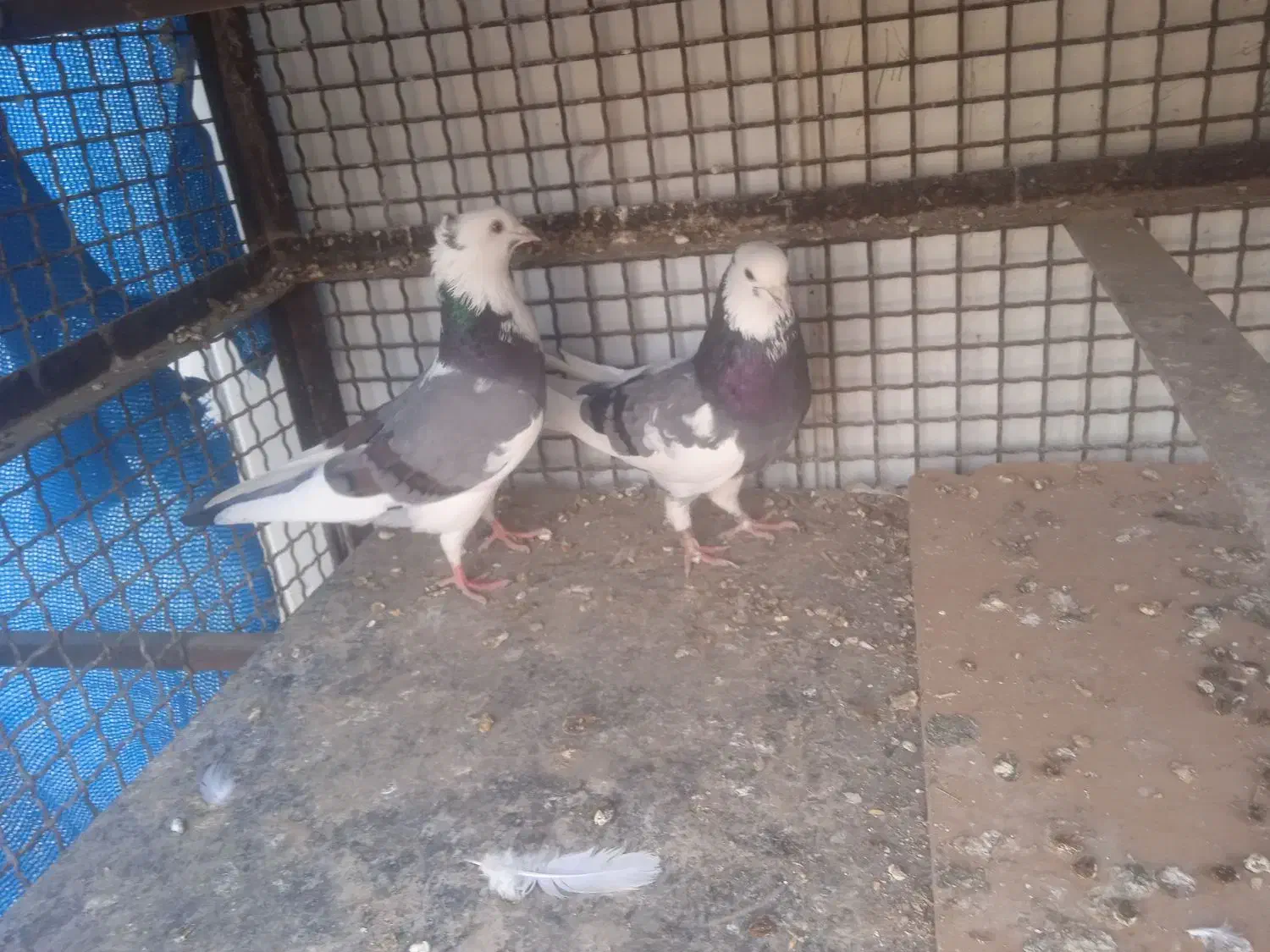 کفتر پرشی به شرط|پرنده|شریفآباد, |دیوار