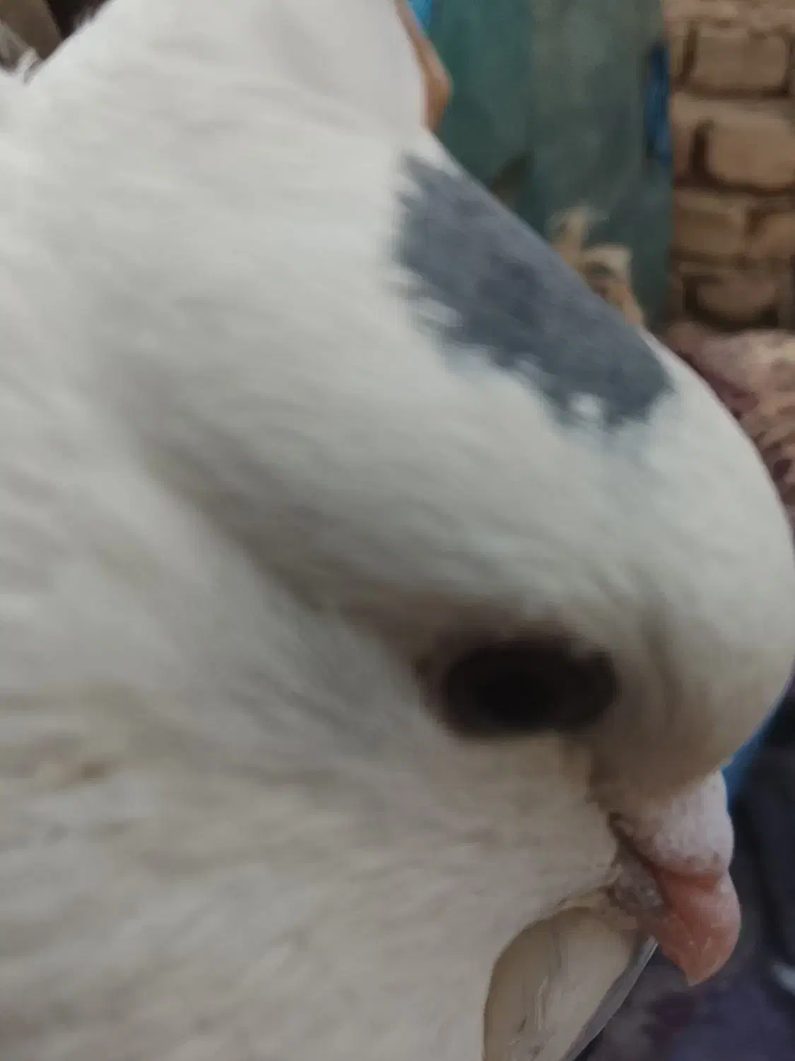 کبوتر طوقی|پرنده|سراوان, |دیوار