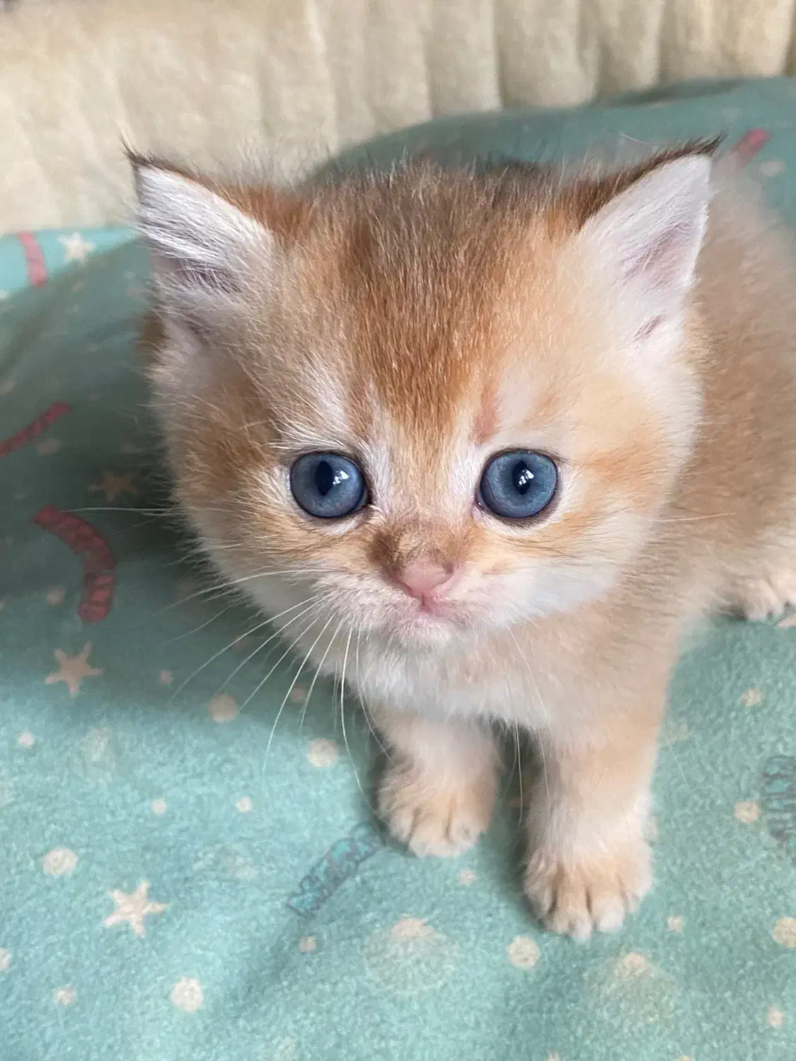 گربه های گلد ny11|گربه|کرج, فاز ۴ مهرشهر|دیوار