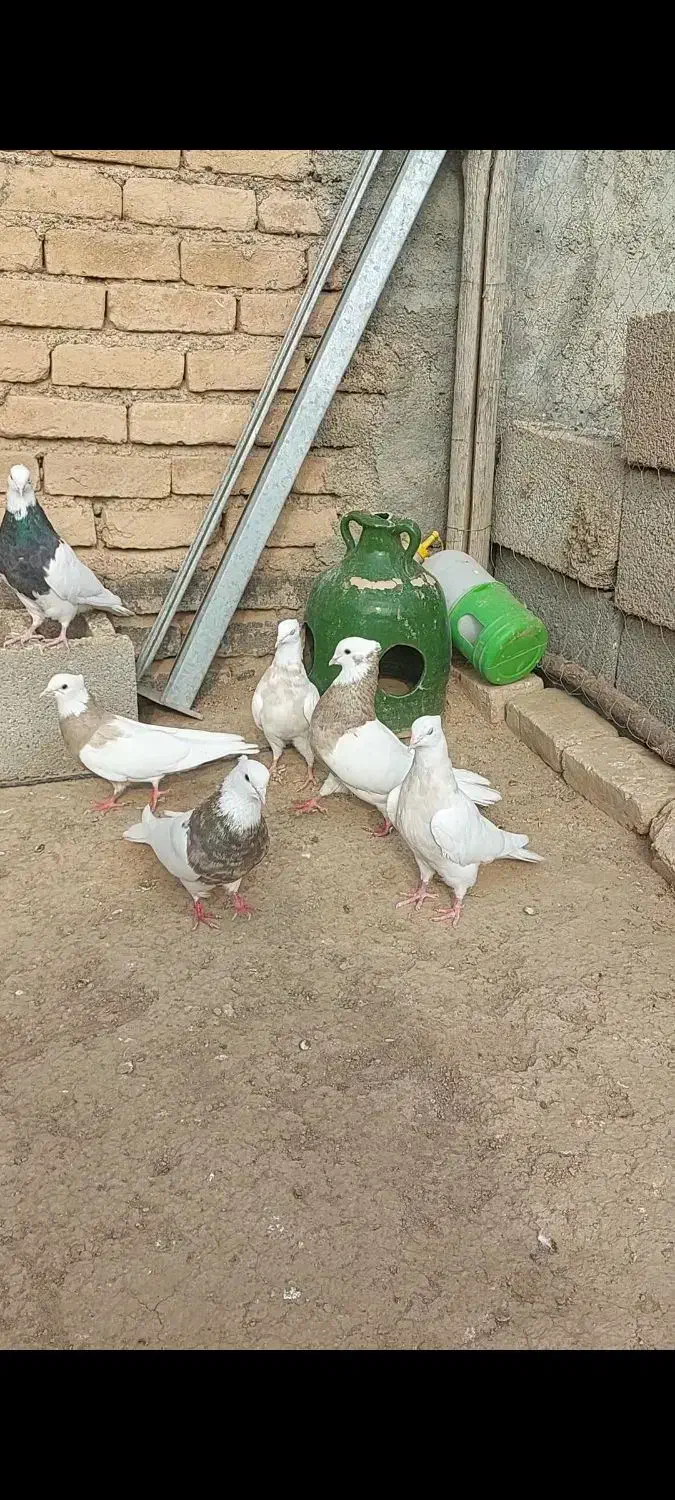 کبوتر طوقی ۱۰ عدد|پرنده|کرمانشاه, |دیوار