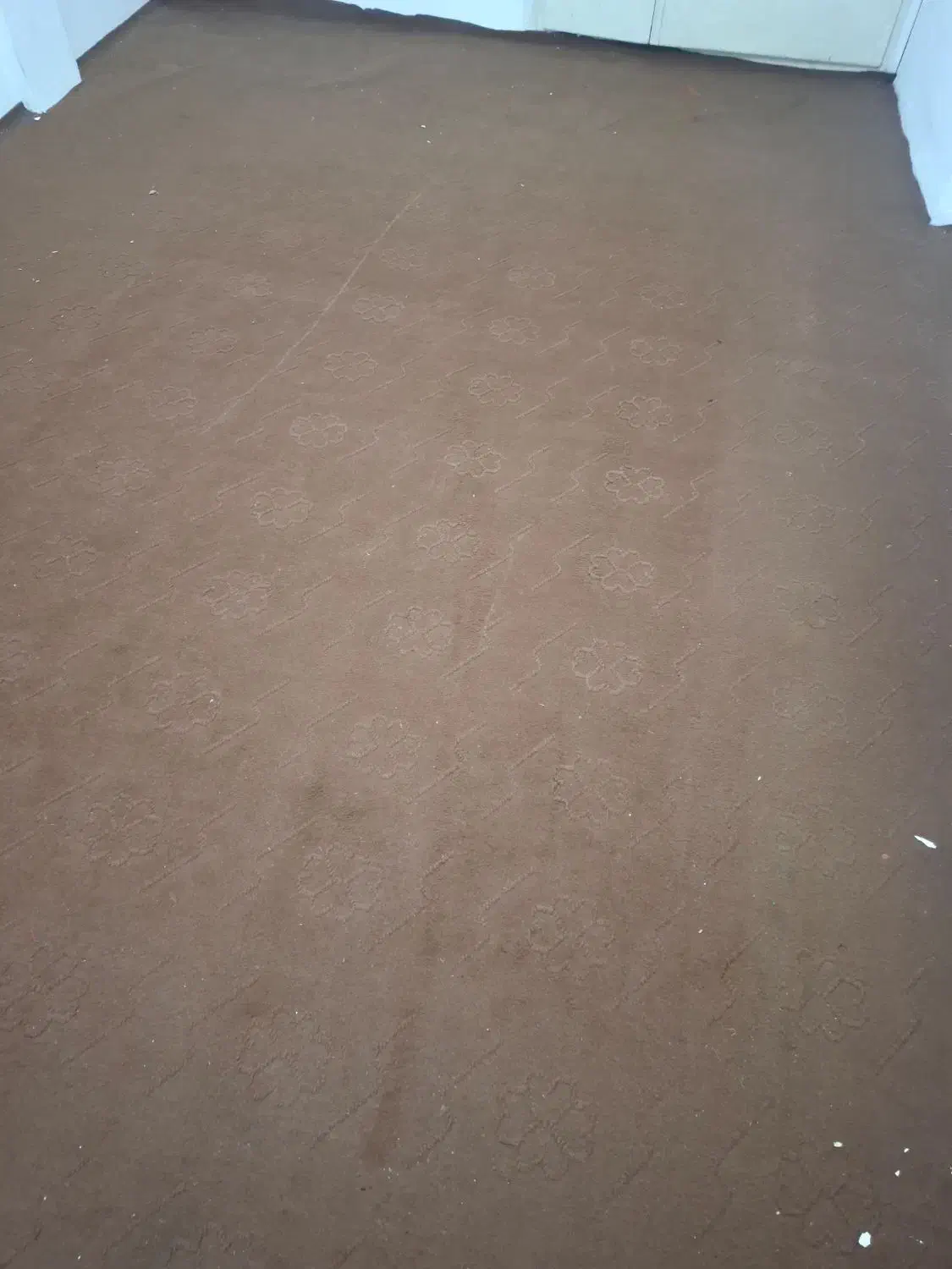 موکت|موکت|زاهدان, |دیوار