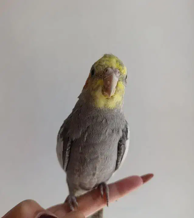 عروس هلندی گمشده به یابنده مژدگانی داده میشود|پرنده|کوهدشت, |دیوار