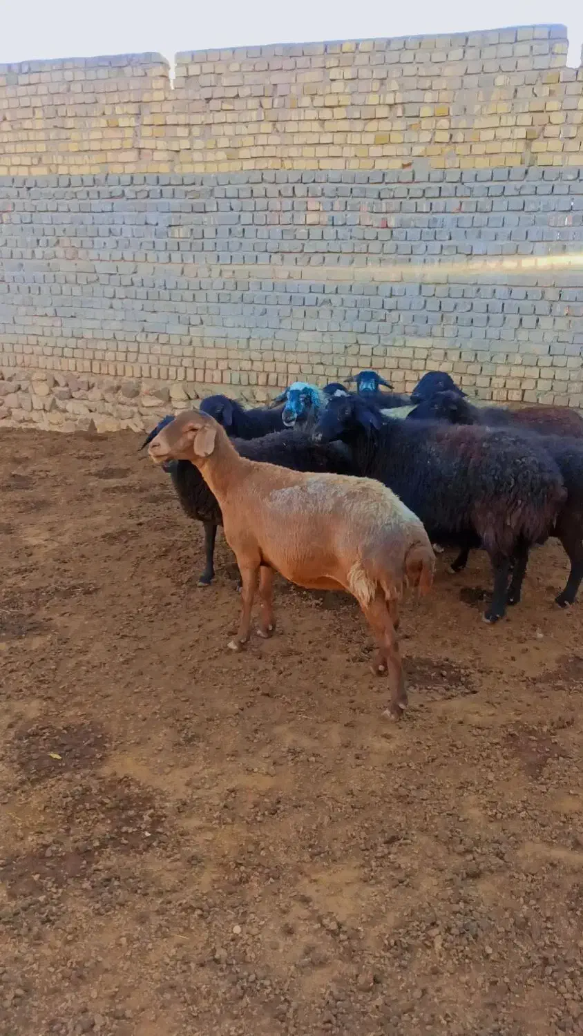 ۹راس میش ابستن سالمو سرحال|حیوانات مزرعه|خرقان, |دیوار