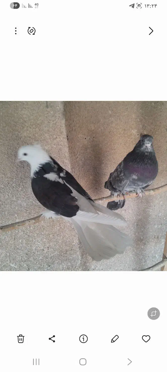 کبوترهماسرور|پرنده|کهریزک, |دیوار