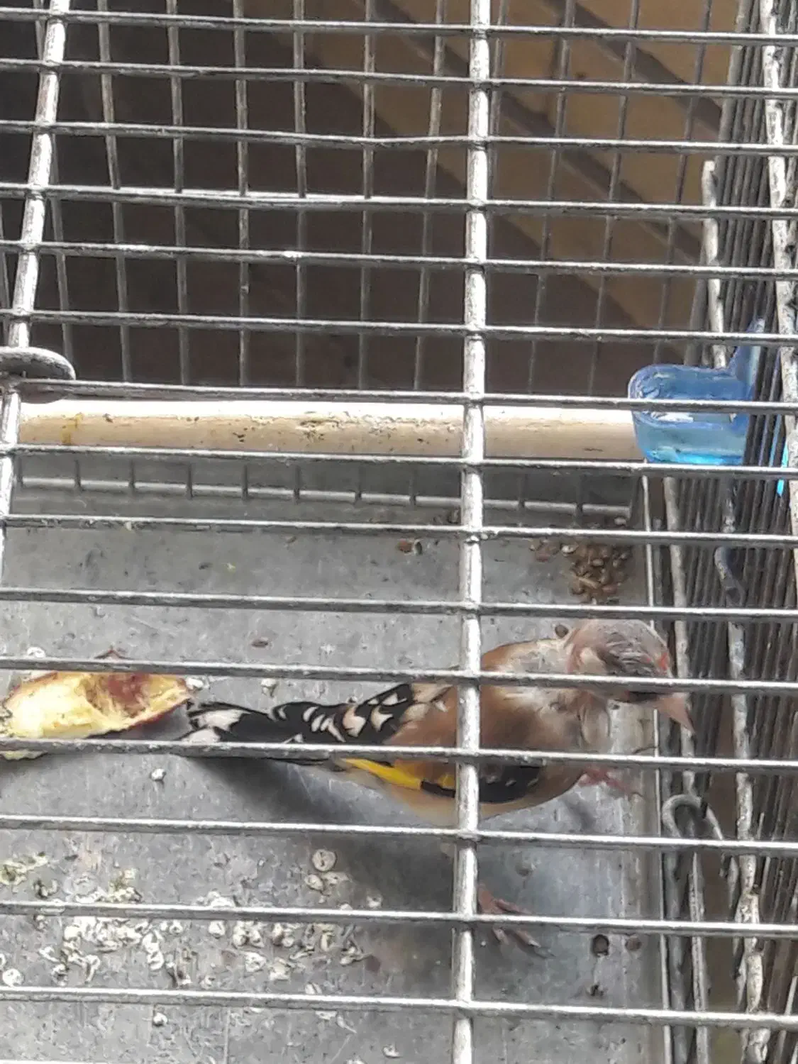 پرنده سره|پرنده|تهران, سهروردی|دیوار