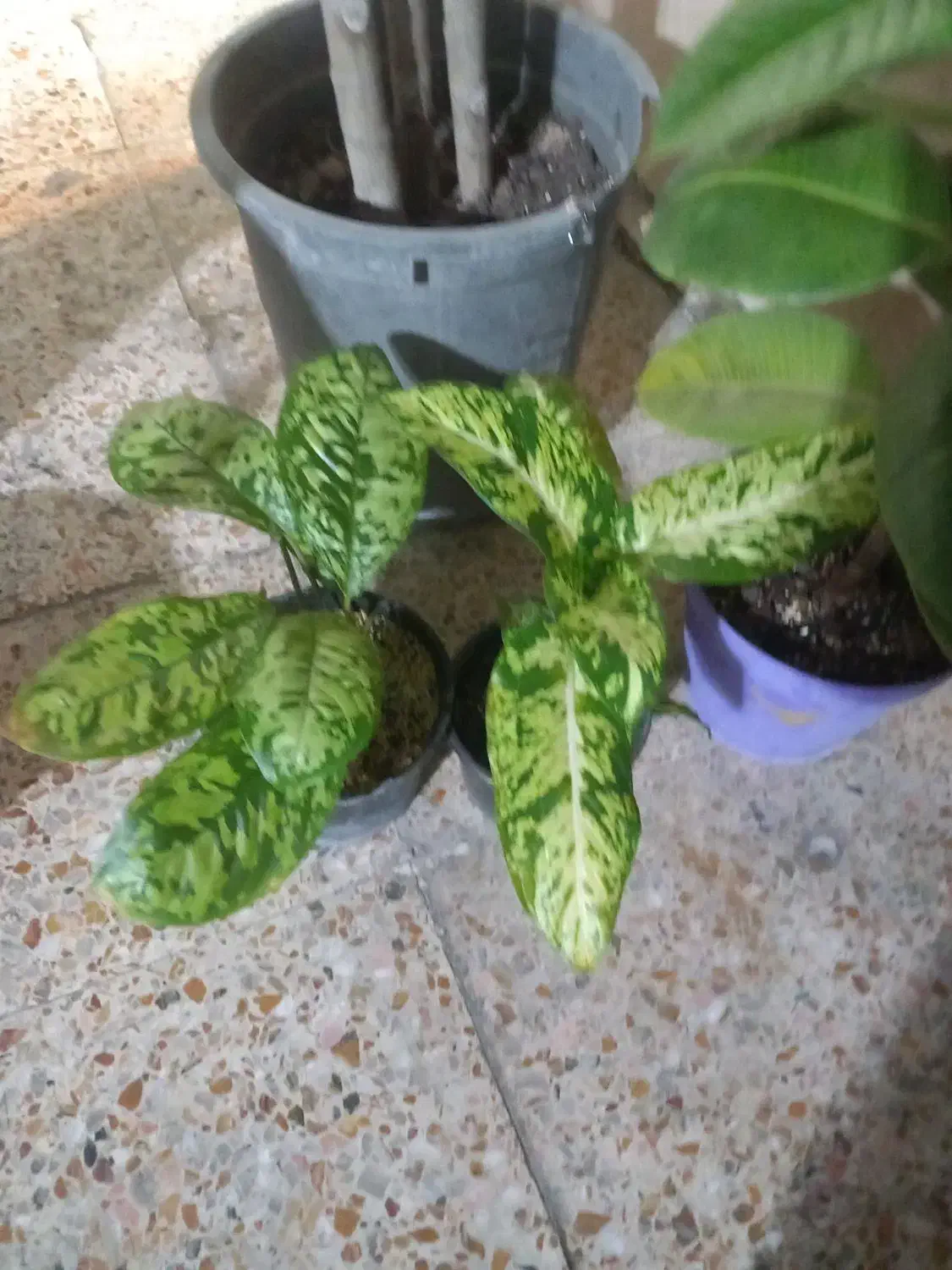 فروش انواع گلهای زینتی واپارتمانی|گل و گیاه طبیعی|اندیمشک, |دیوار