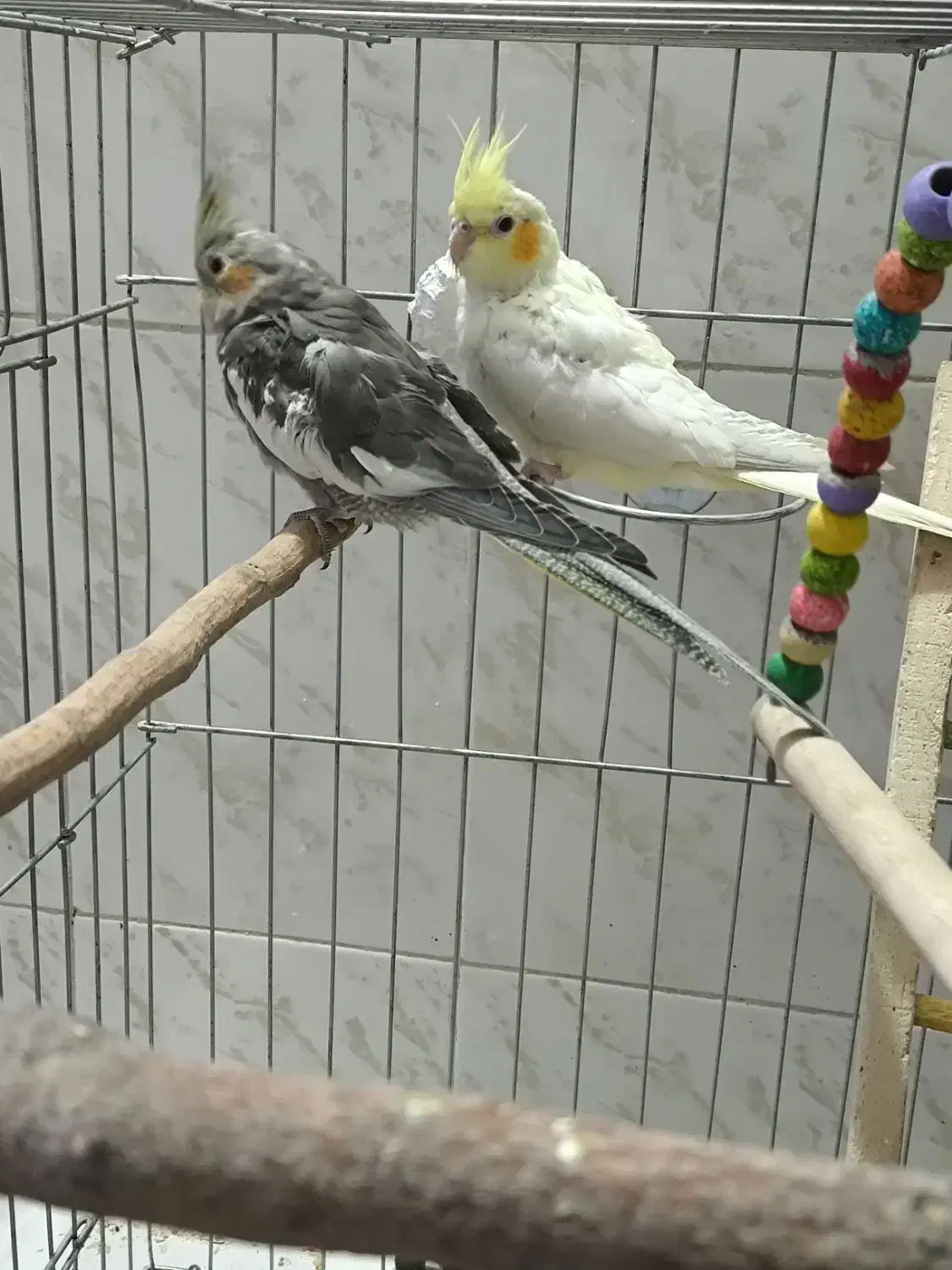 عروس هلندی|پرنده|شاهین‌شهر, شهرک ردانی پور|دیوار