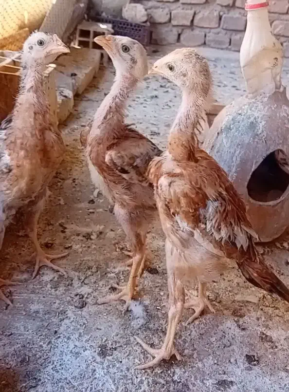 جوجه لاری|حیوانات مزرعه|حمیدیا, |دیوار