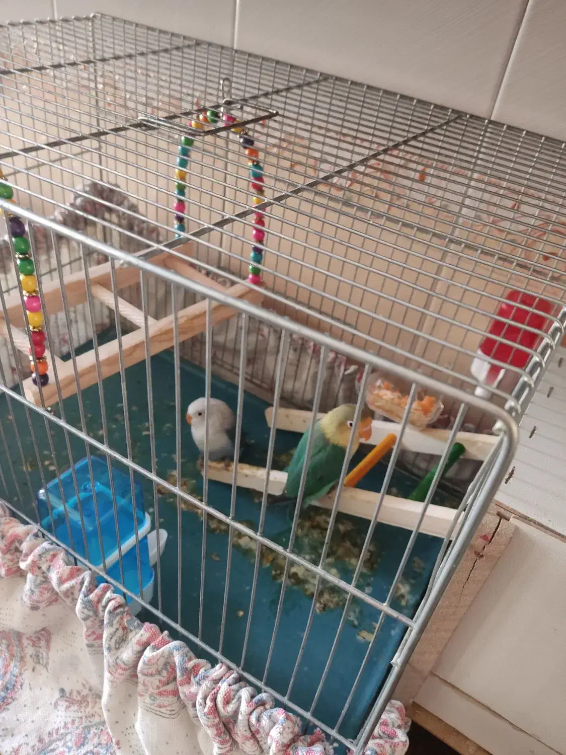 پرنده کوتوله|پرنده|اردکان, |دیوار