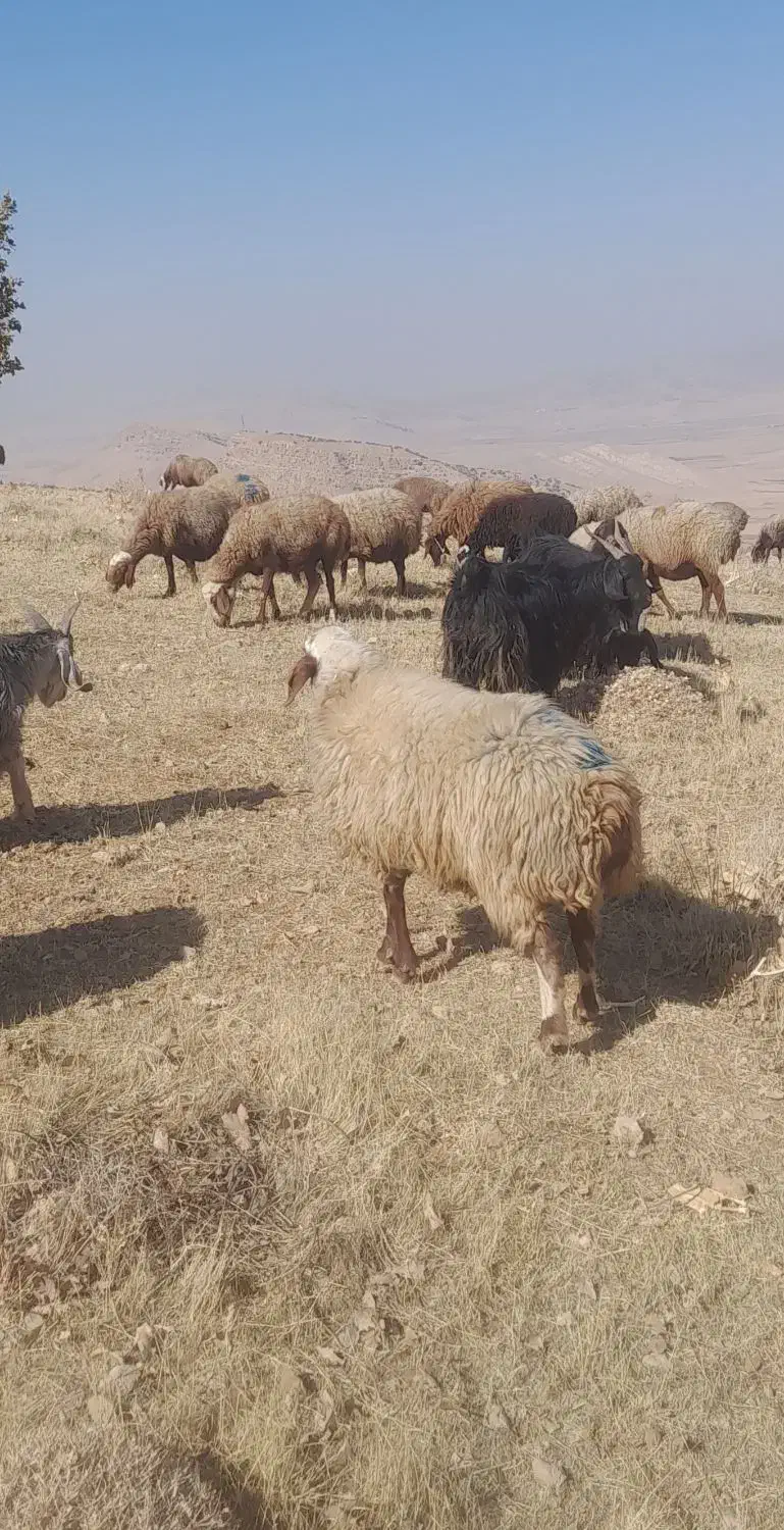 میش آبستن|حیوانات مزرعه|کوهدشت, |دیوار