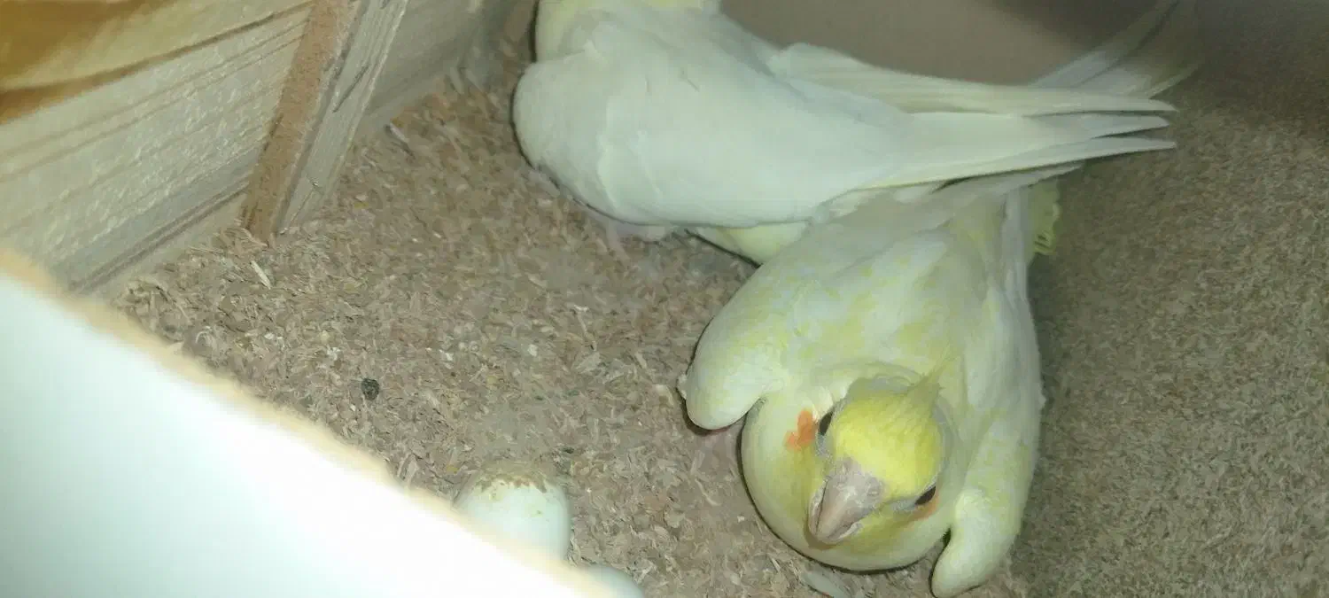 جفت عروس به شرط|پرنده|سبزوار, امیر کبیر|دیوار