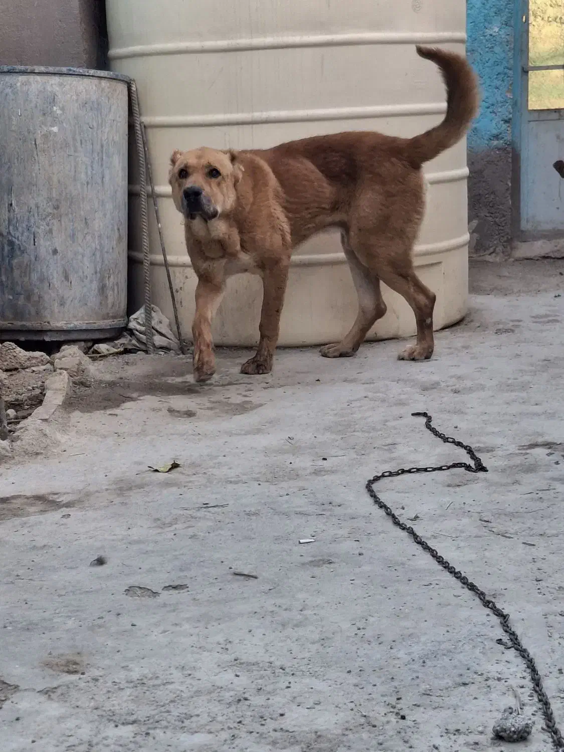 سگ نگهبان|سگ|باغستان, |دیوار