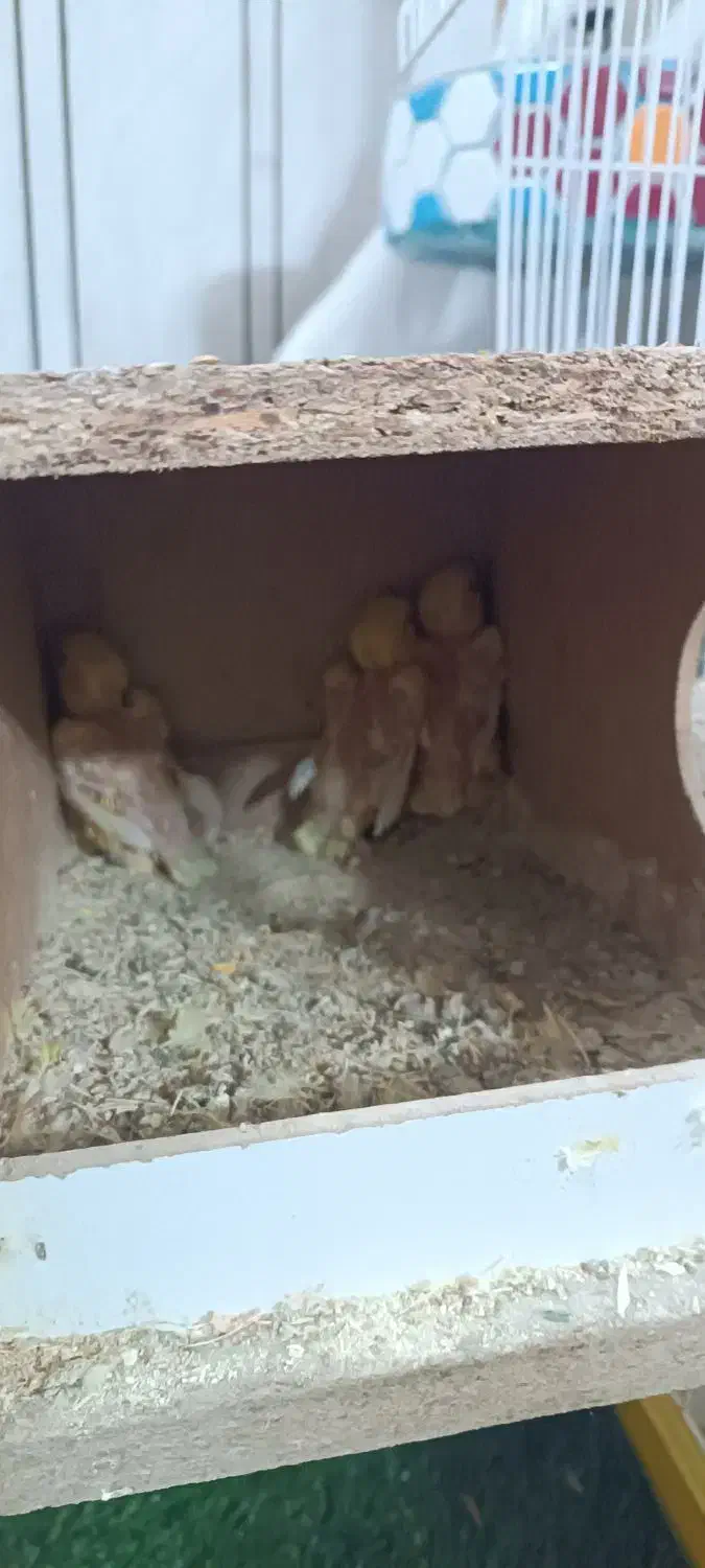 جفت طوطی کوتوله زرد صورت هلویی مولد با جوجه|پرنده|خمینی‌شهر, |دیوار