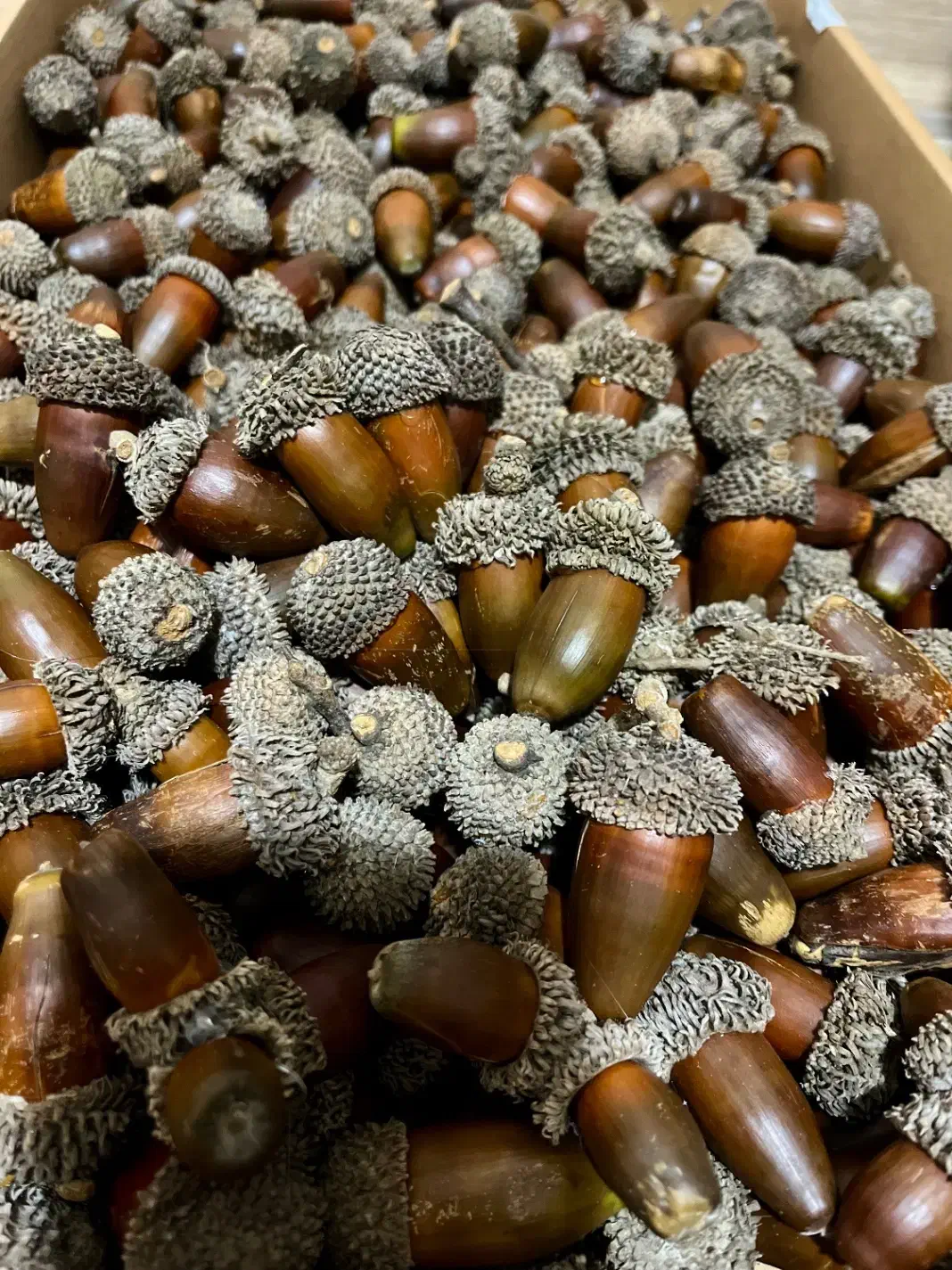 بلوط جنگلی مناسب دیزاین یلدا|گل و گیاه طبیعی|رشت, رشتیان|دیوار